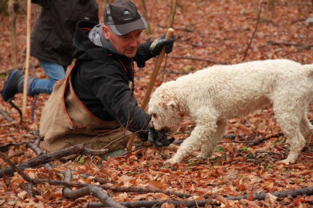 Op stap met Simone Mori en zijn hondje Tito – Truffeljacht in Lunigianatruffel